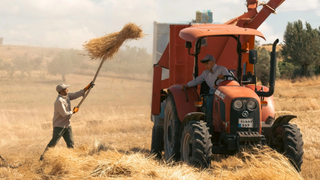 Farmers loading an orange tractor with pitchforks