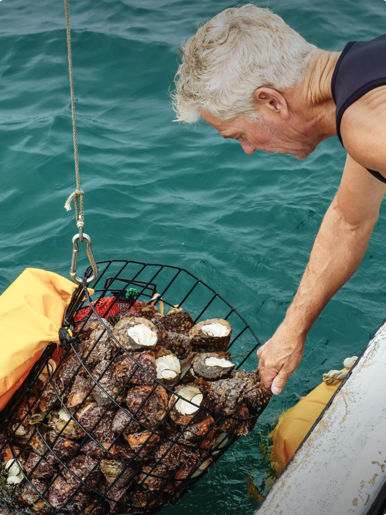 A person checking oyster traps over the side of a boat, looking closely at the contents